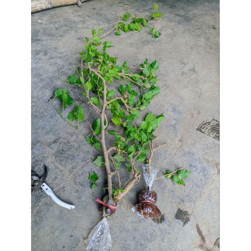 murabai cangkok berbuah