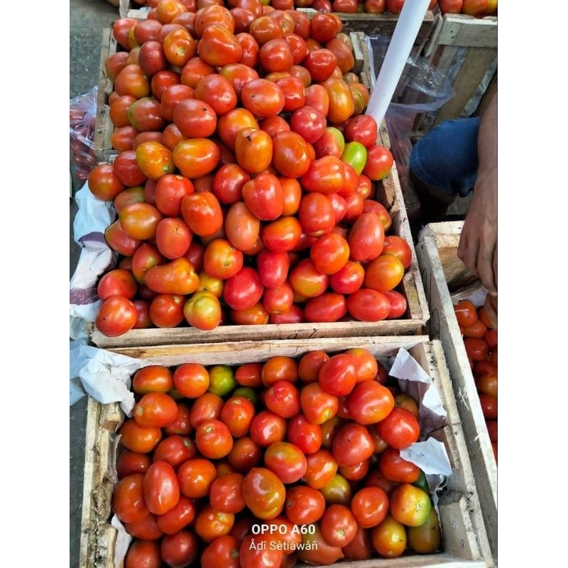 

Tomato Merah Segar