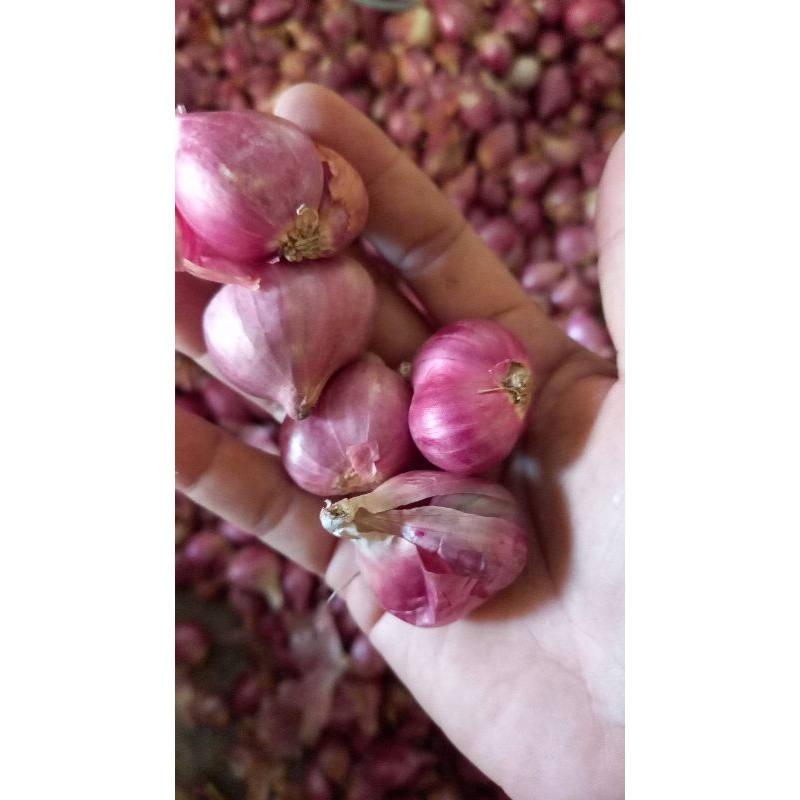 

bawang merah brambang 1kg