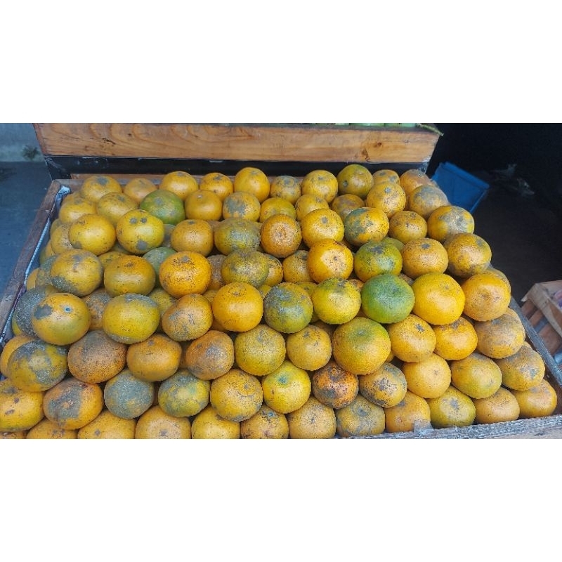 

Jeruk Medan Brastagi C