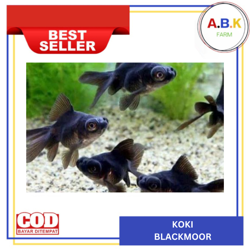 IKAN HIAS KOKI BLACK MOOR IKAN HIAS AQUARIUM