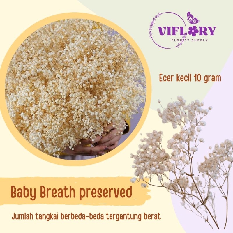 (10 gram) baby breath preserved / baby breath asli
