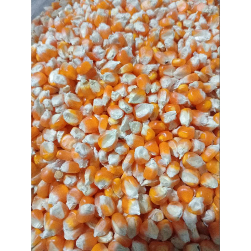 

JAGUNG KERING 1 KG MURAH