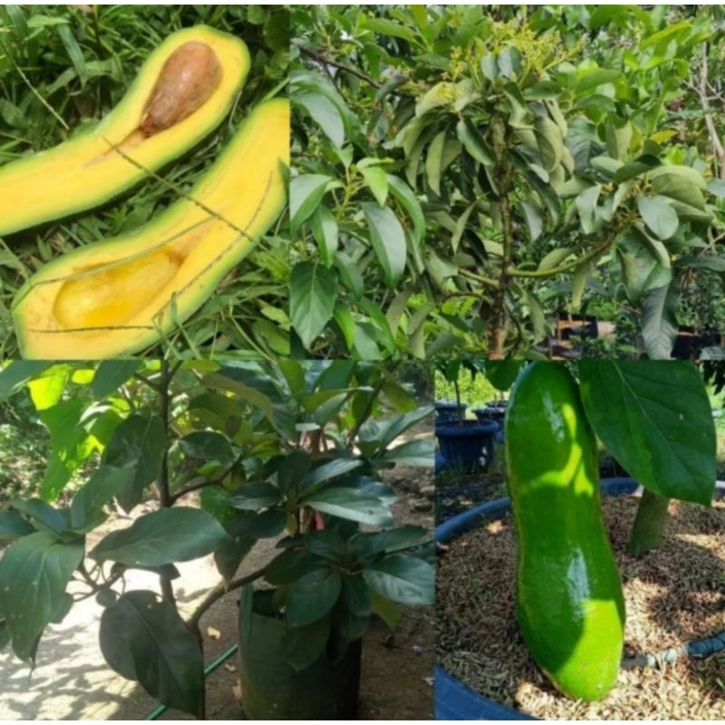 Bibit Alpukat Kelud, Siap Berbuah