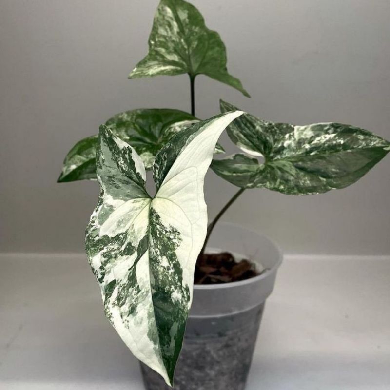 syngonium variegata albo