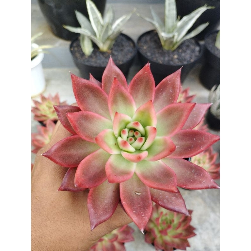 Agavoides Frank reinelt