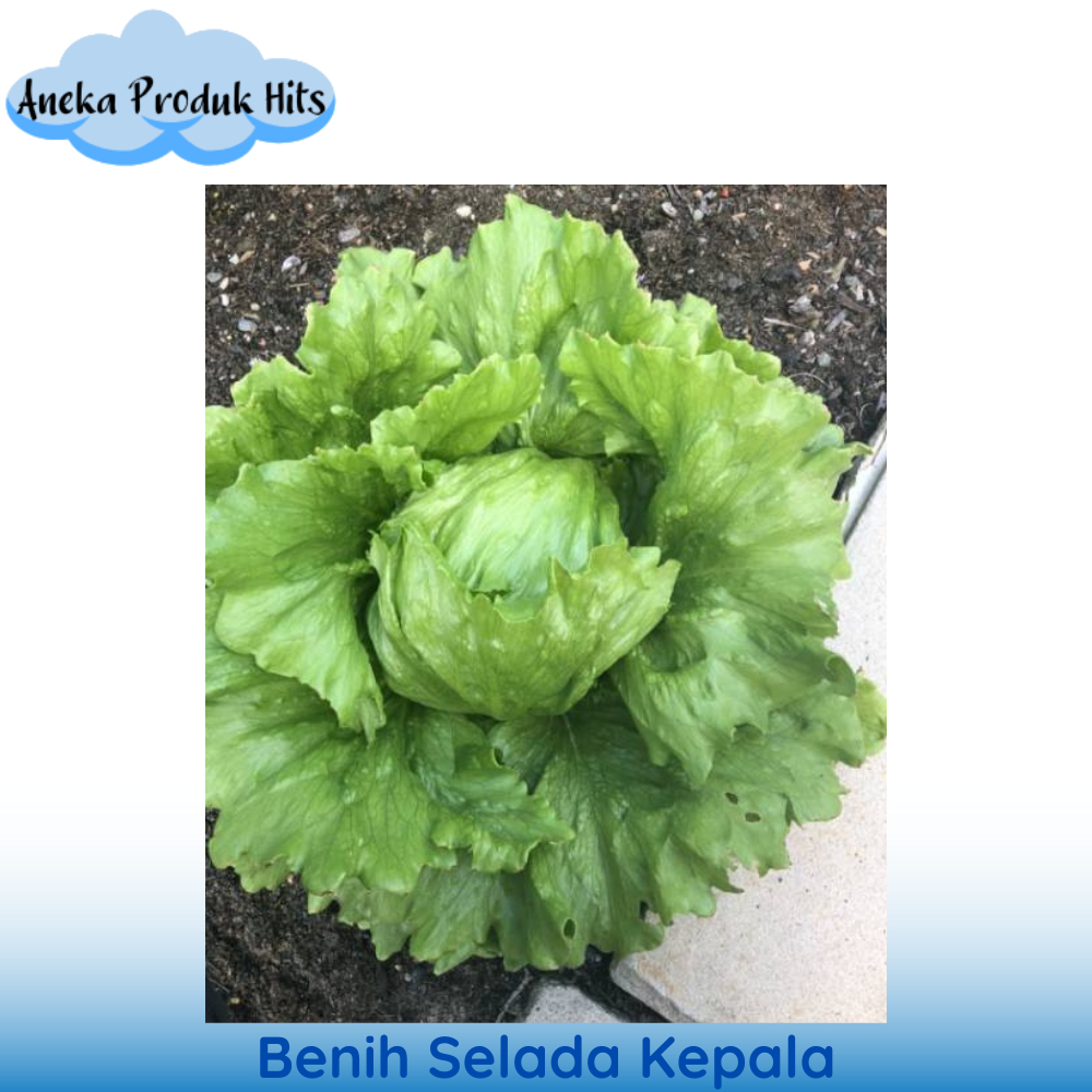 Benih Selada (Head/Iceberg Lettuce) isi 75 biji