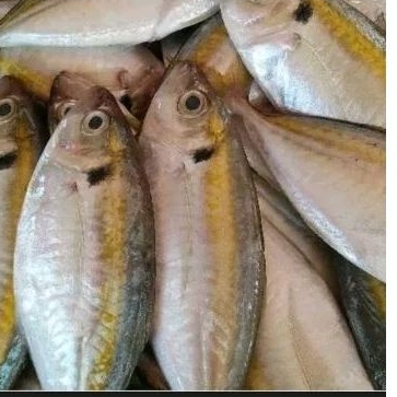 

Ikan Sellar 500gr