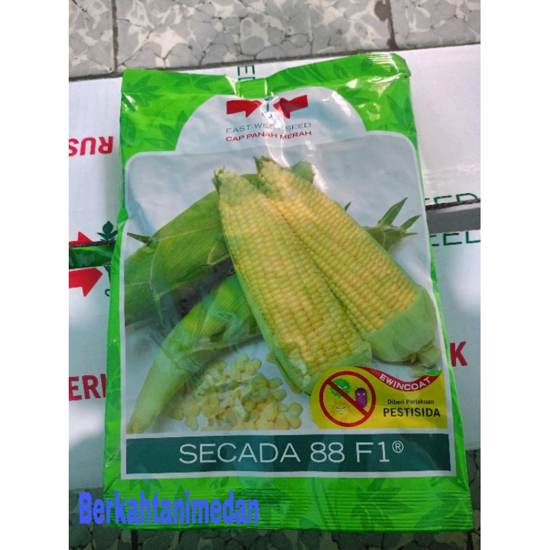Benih Jagung Manis Secada 88 F1 isi 1800 butir
