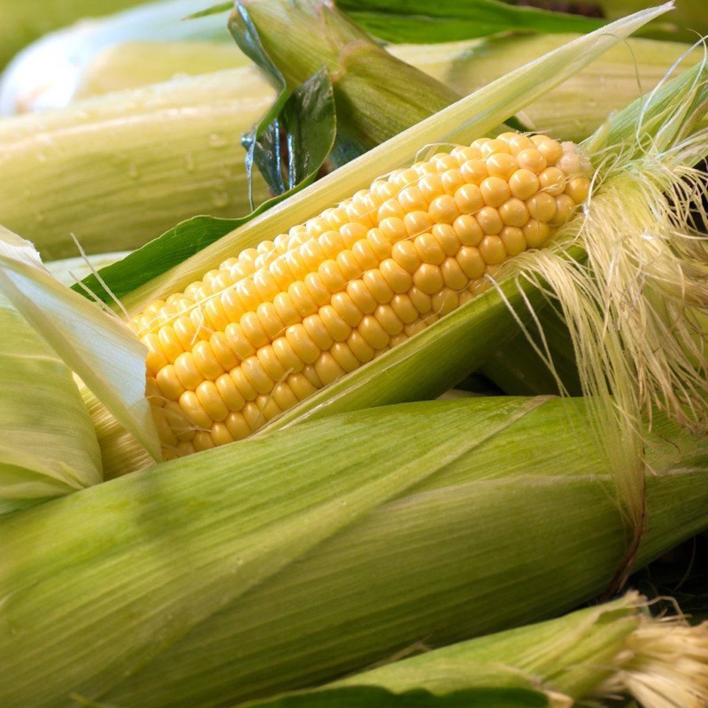 

Jagung Manis per biji