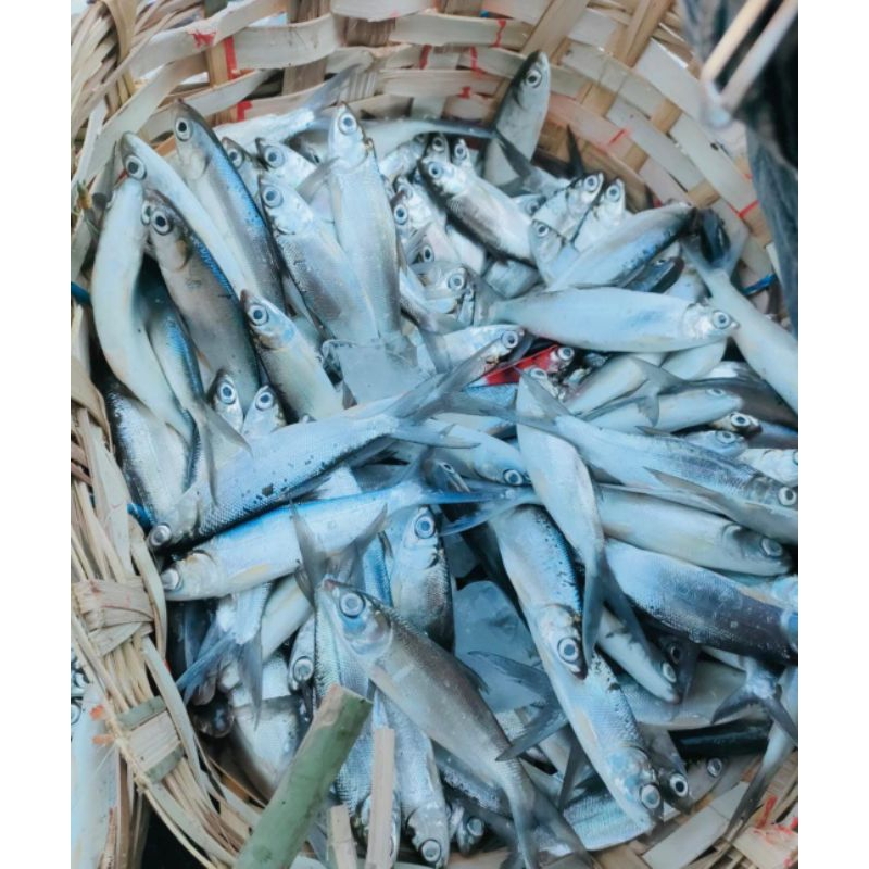 

IKAN ASIN GERIH JAWA UTUH ENAK 250GR ISI BANYAK