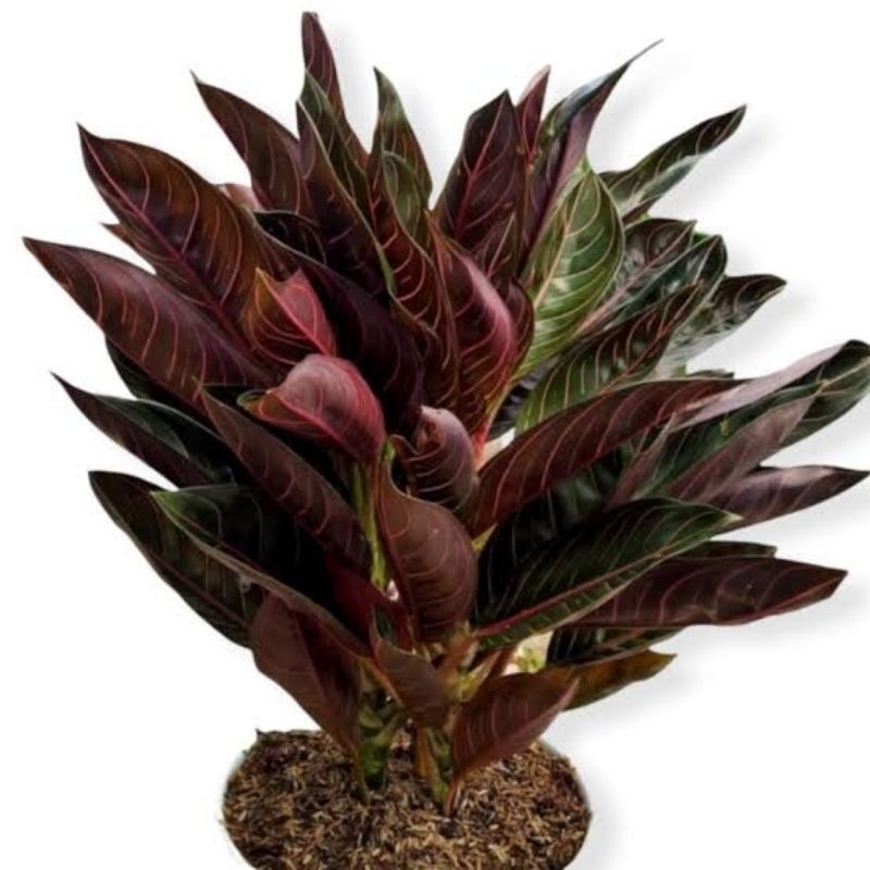 aglonema black POS (pride of Sumatra) Rumpun 4 pohon