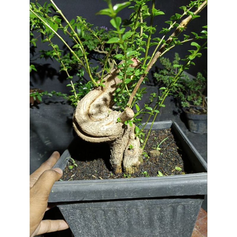 bonsai sancang meliuk