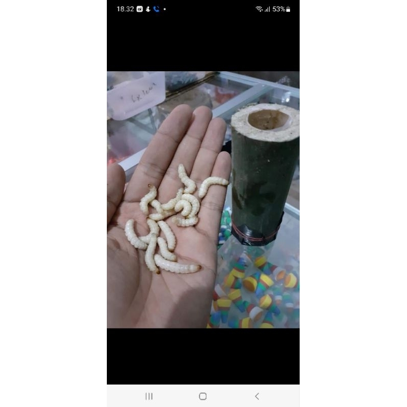 Ulat bambu umpan pancing isi 25