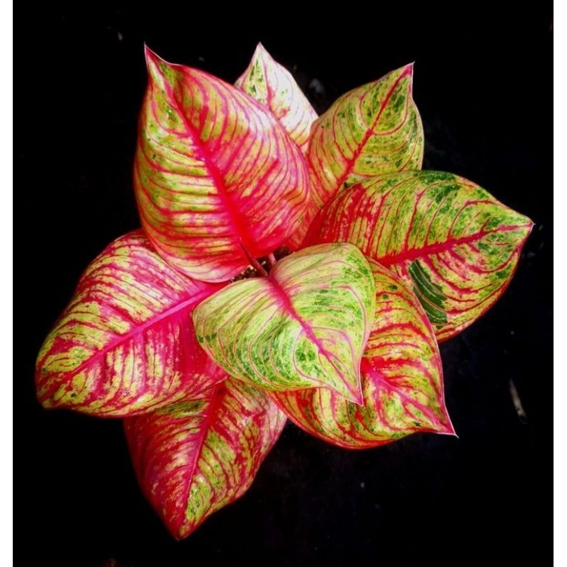 PROMO TANAMAN HIAS ANAKAN AGLONEMA (RL, ROMANTIC LOOVE)