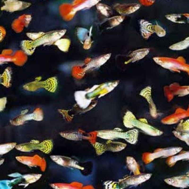 

ikan guppy cendolan jnt-btna isi 10 bonus pakan bergaransi