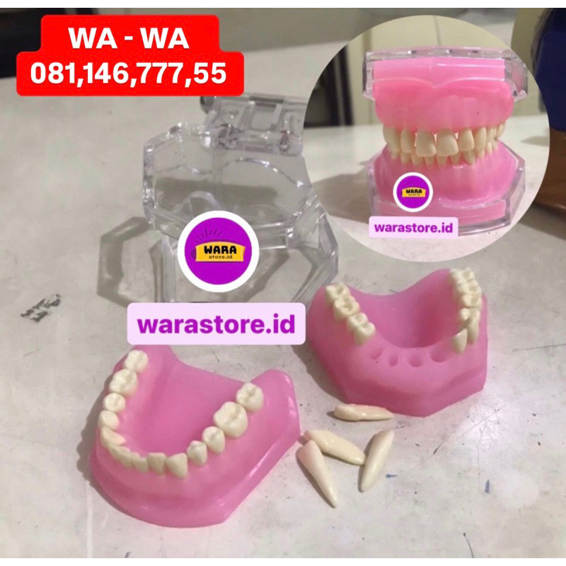 Dental study model gigi bisa lepas pasang phantom replika tiruan typodont rahang atas bawah kedokter