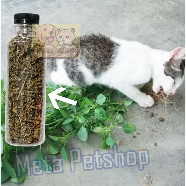 Tanaman Kucing Daun Kering Tanaman Anting Anting Tanaman Kucing Kucingan Mirip Matatabi Daun Anting