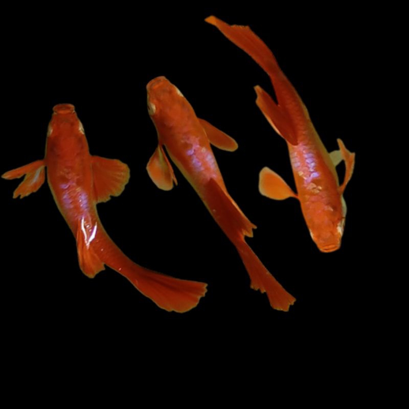 

kardus packing-albin0 red texudo red ear