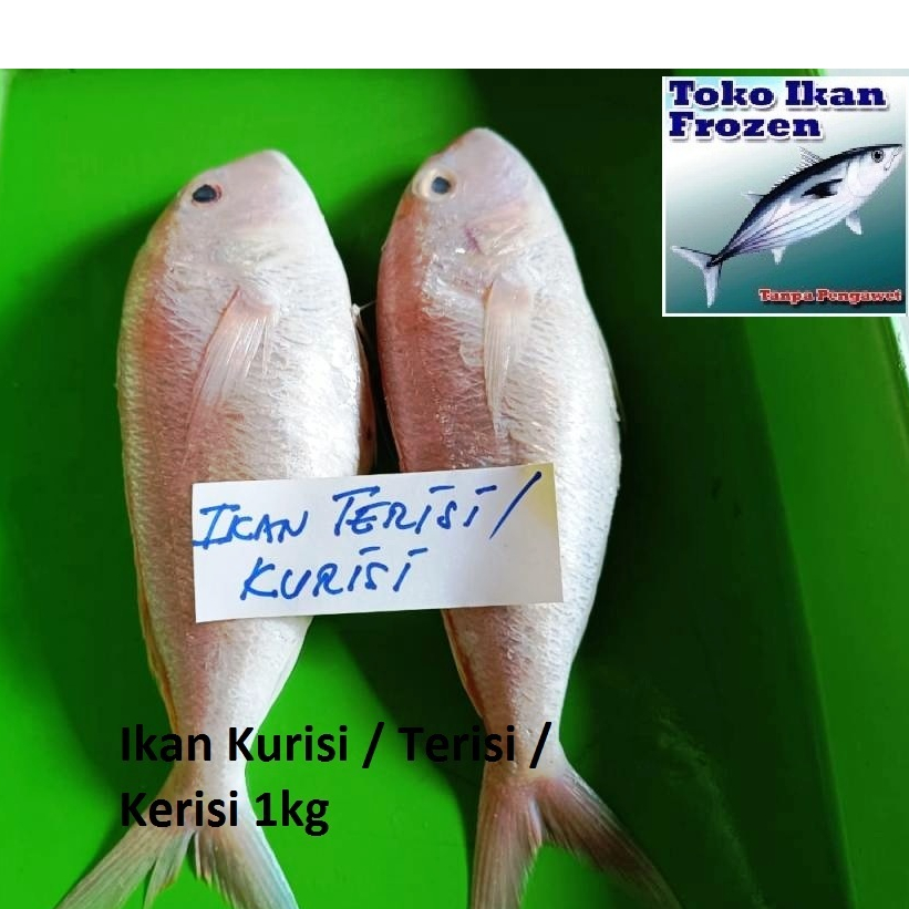 

Ikan Terisi / Kerisi / Kurisi / Frozen Fresh 1 Kg