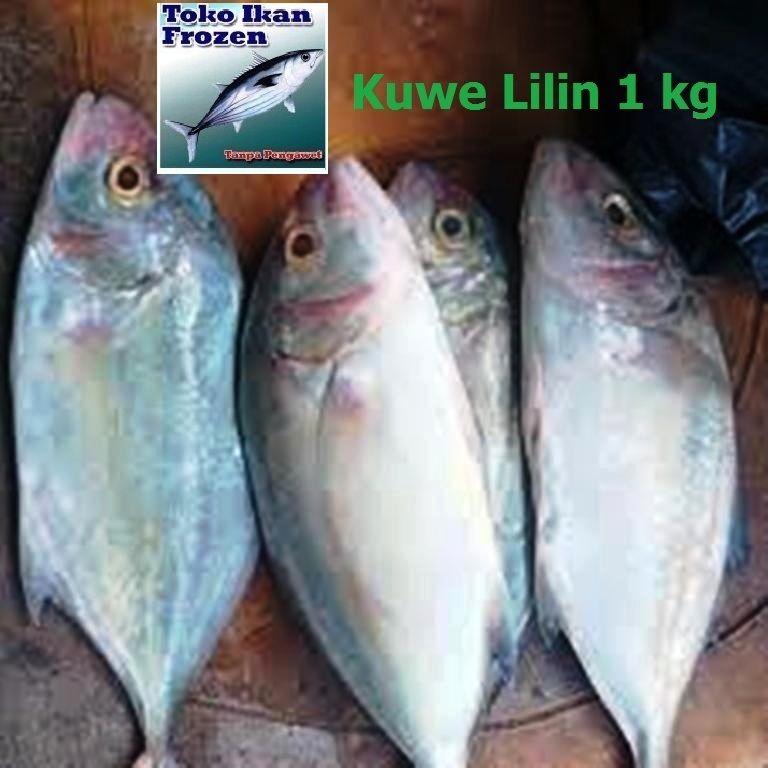 

IKAN KUWE Lilin / Frozen Fresh / Beku / 1 kg