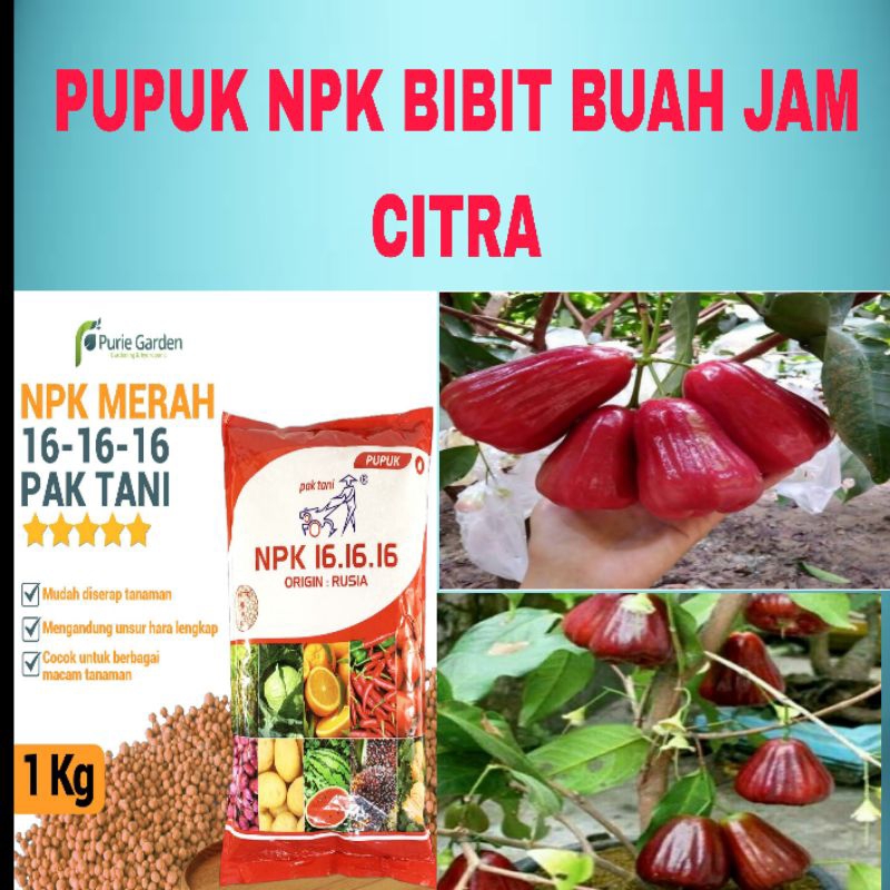 Bibit buah  (SIAP BERBUAH)