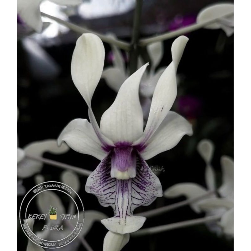 ( BISA COD ) Seedling Anggrek Dendrobium Edfrans Charming - Tanaman Hias Bunga Anggrek Dendrobium Be