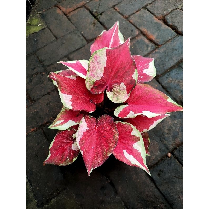 caladium Dwi warna