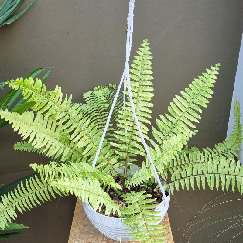 Pakis boston variegata