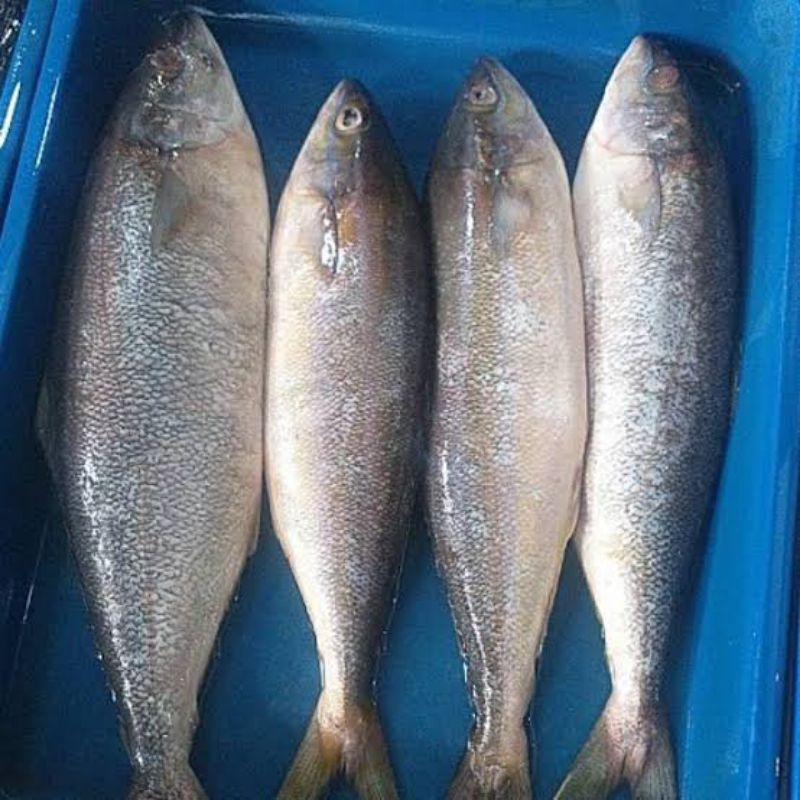

ikan Salmon Lokal Segar - 1 Kilogram