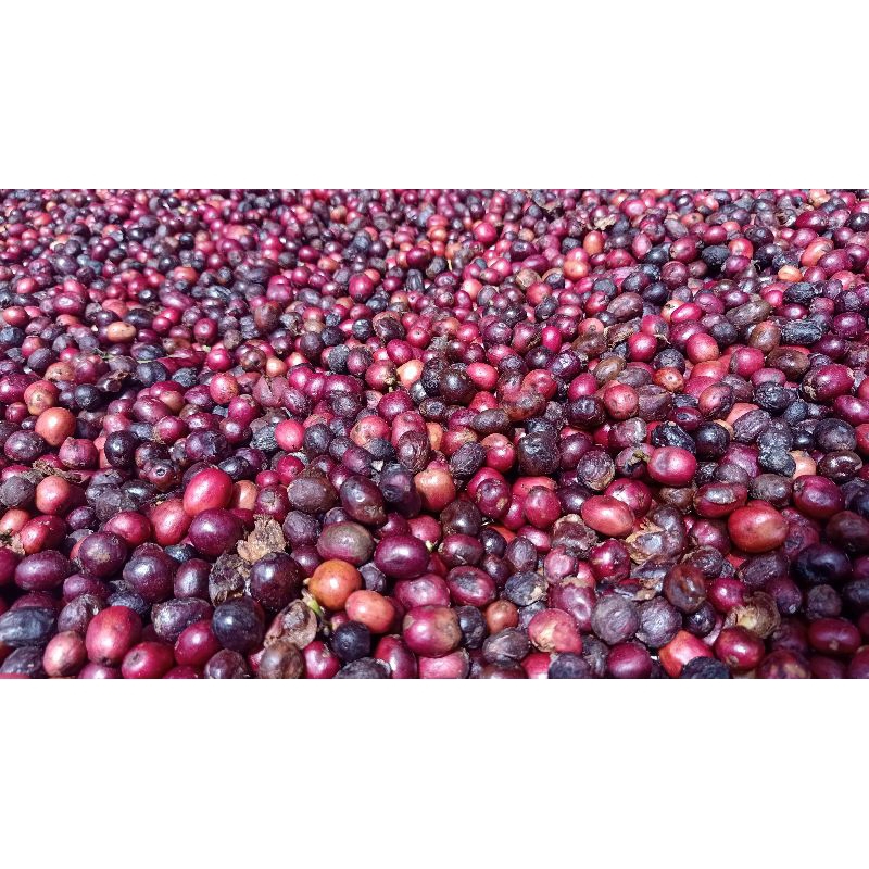 

Kopi Bubuk