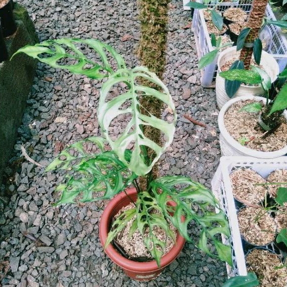 tanaman hias monstera obliqua verru - pohon monstera obliqua - janda bolong obliqua verru