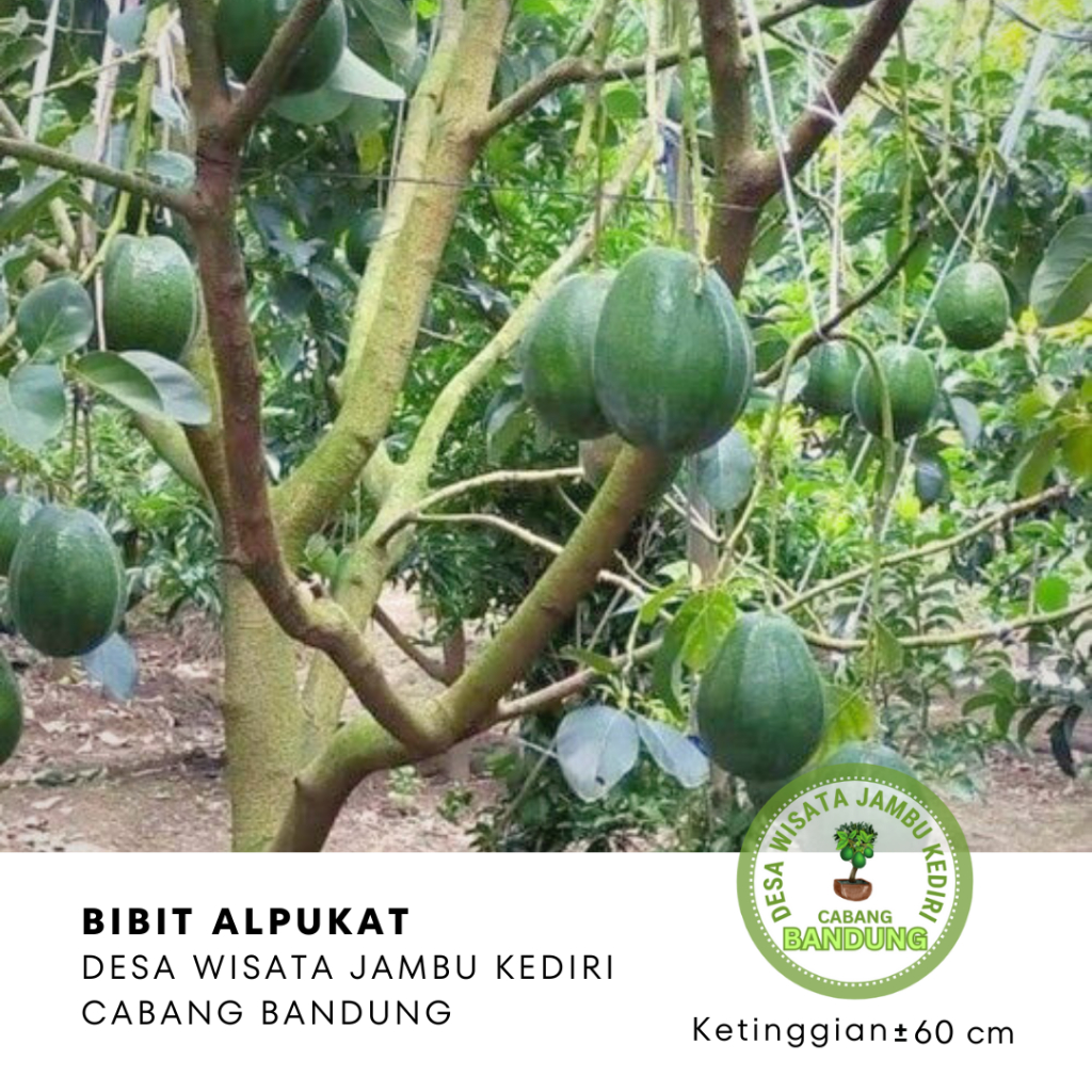BIBIT ALPUKAT MARKUS Desa Wisata Jambu Kediri Cabang Bandung