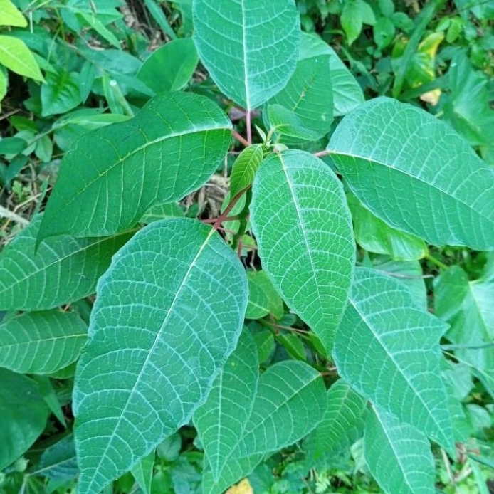 

Daun kastuba segar paket 500 gram