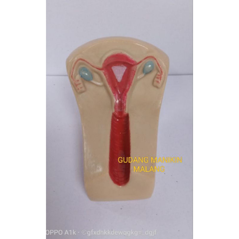 UTERUS / RAHIM / ORGAN REPRODUKSI WANITA / ALAT PERAGA / PHANTOM / MANEKIN / SIMULATOR