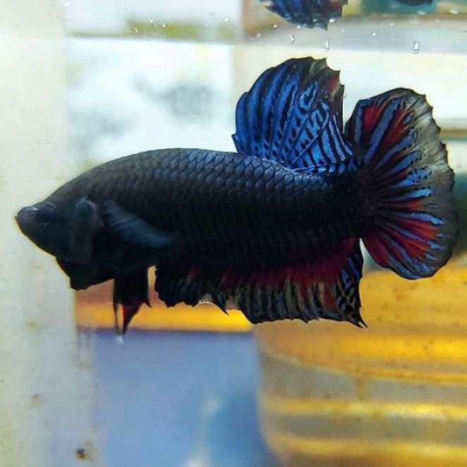 Ikan Cupang Fighter Aduan MDS Medan Super Original Rawatan Siap Tempur