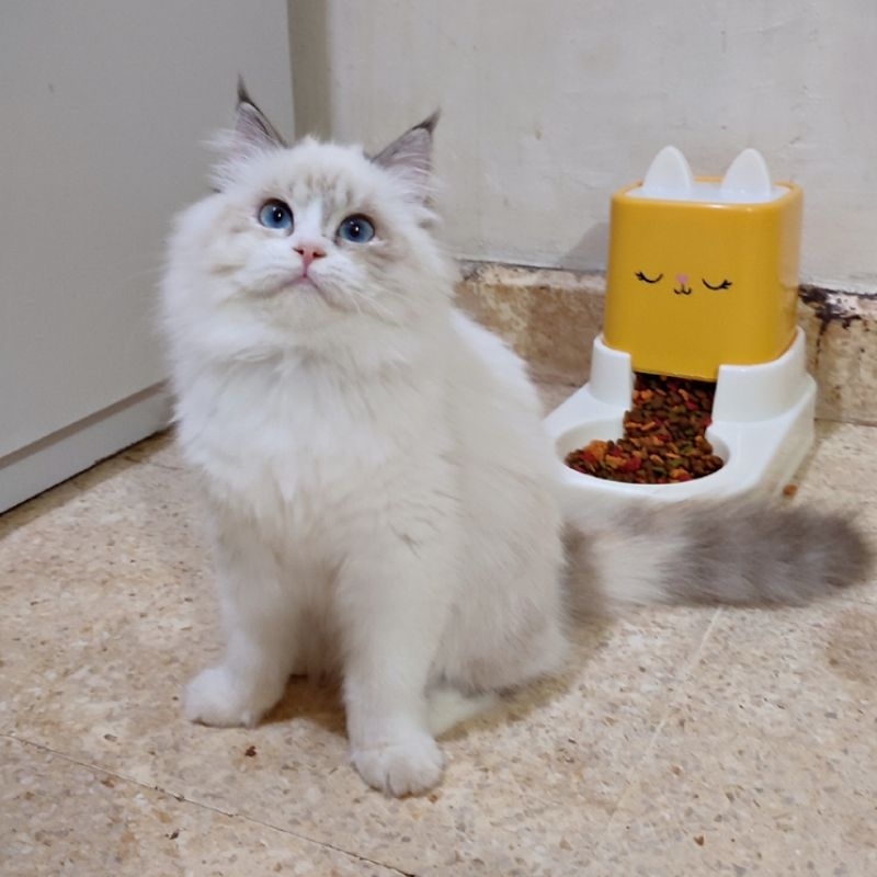 

Cheesecake pesanan ka Fellia