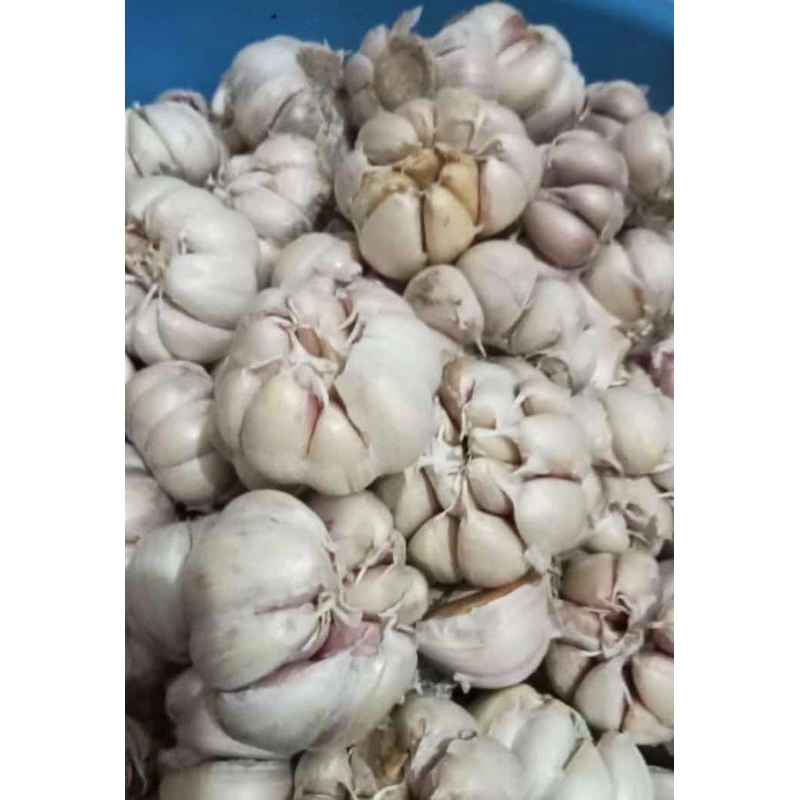 

bawang putih 1 kg/bawang putih