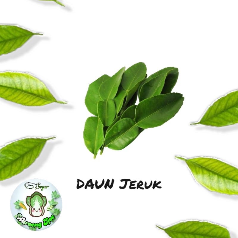 

Daun Salam | Daun Jeruk
