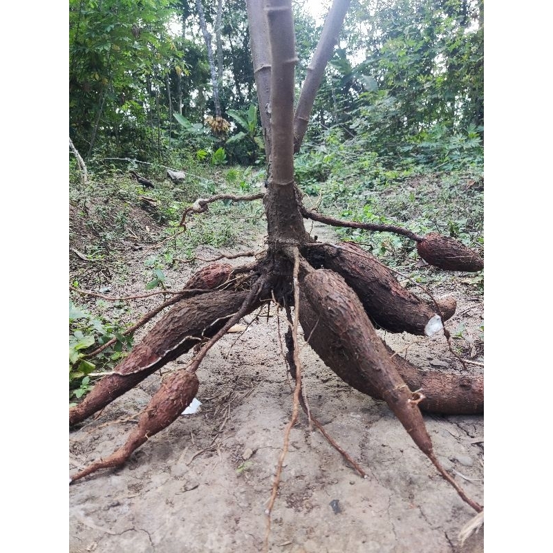 

Singkong Ketan