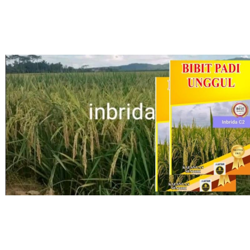 Benih Padi Inbrida C2
