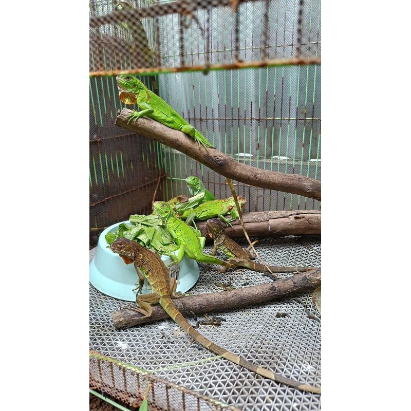 gelang reptile peliharaan iguana hijau / iguana Green / Green iguana