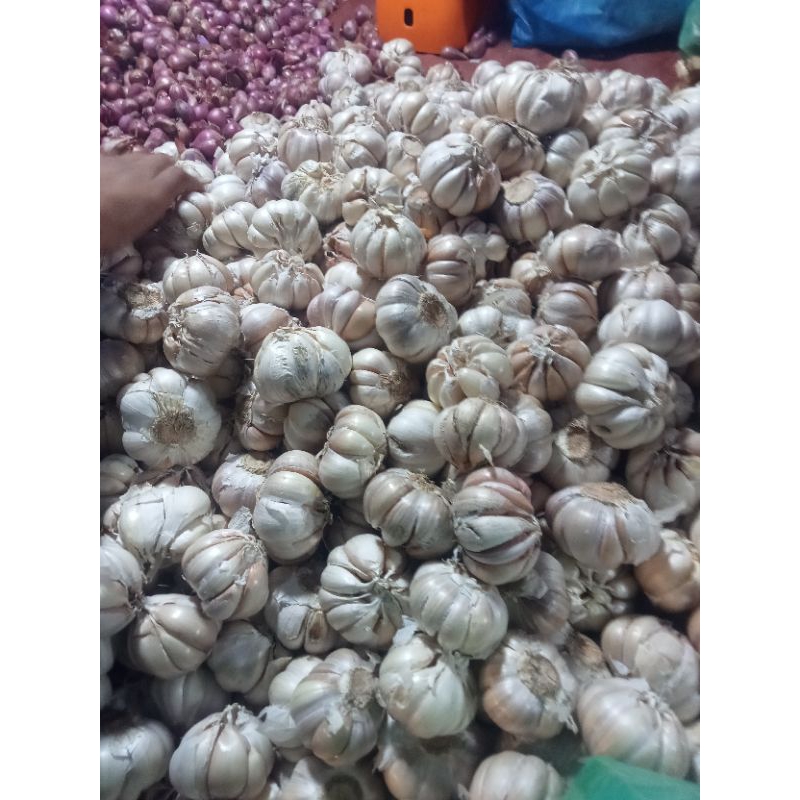 

bawang putih