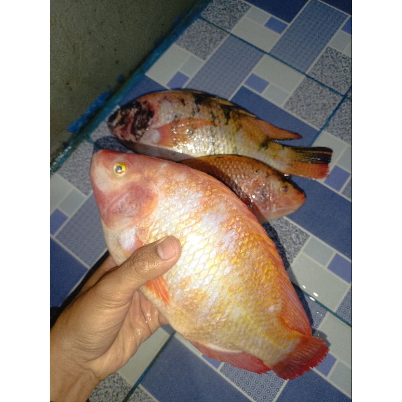 

Ikan Nila Fresh 1Kg isi 6 ekor