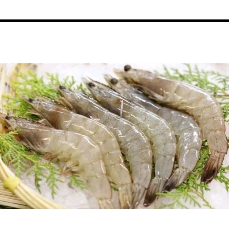 

udang laut fresh 500gr