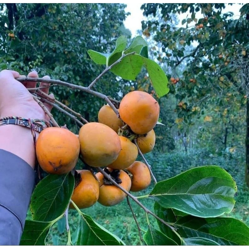 Bibit Kesemek Jepang Cangkok