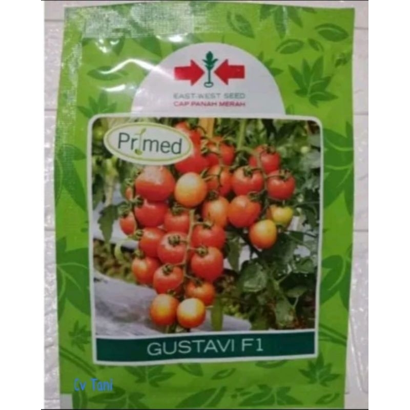 benih tomat gustavi f1