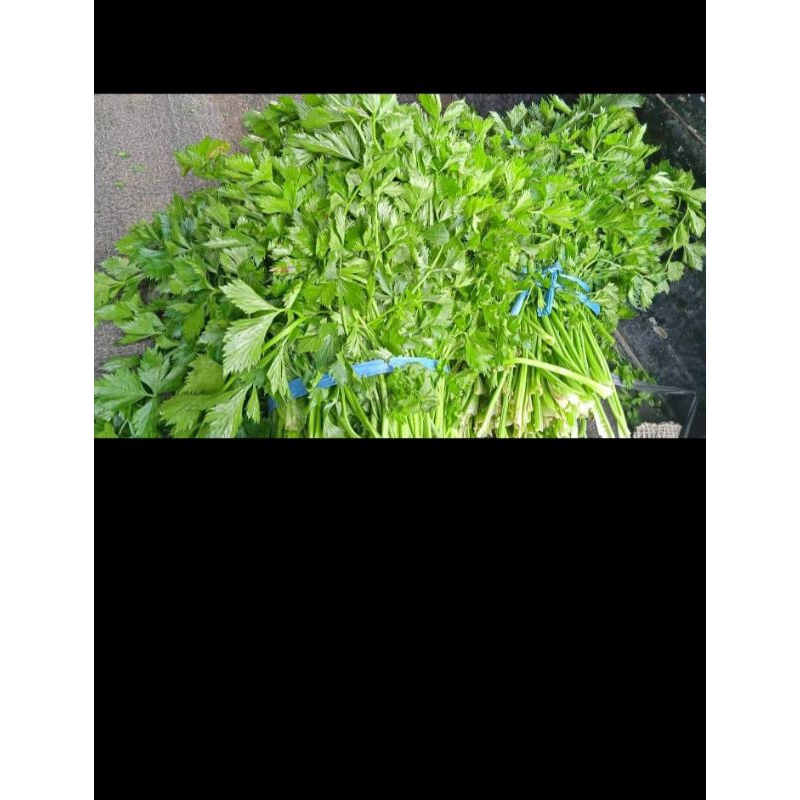

seledri/seledri segar/seledri 1 kg