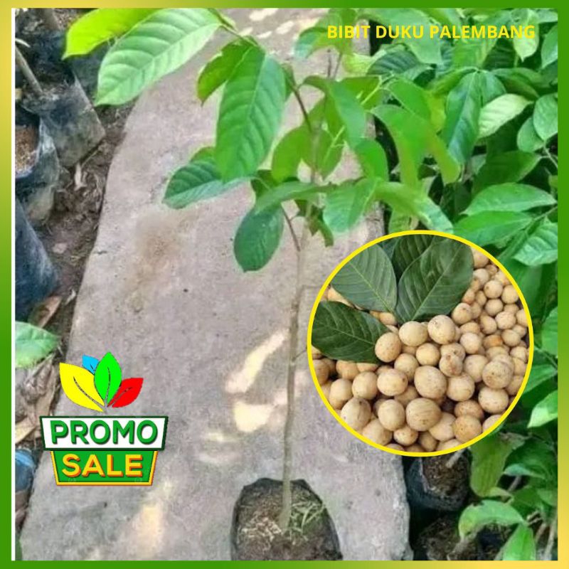 Bibit Duku Komering Palembang Asli Tanaman Okulasi Cepat Buah
