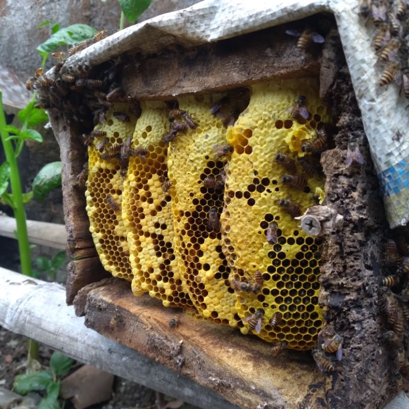 

madu asli nektar mangga | madu apis cerana | lebah lokal | isi 150ml